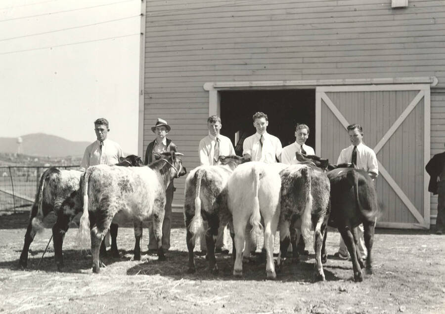 1937 photograph of cattle on the University of Idaho campus. Students stand with cattle in foreground. [PG1_204b-18]