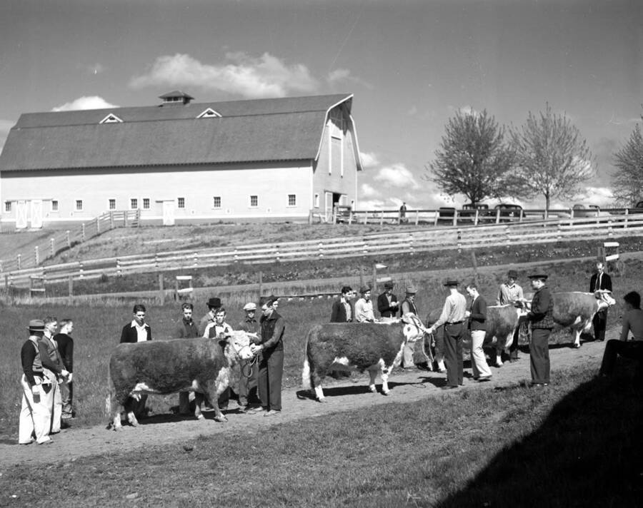 1940 photograph of cattle on the University of Idaho campus. Groups of students examine cattle with barn in background. [PG1_204b-19]