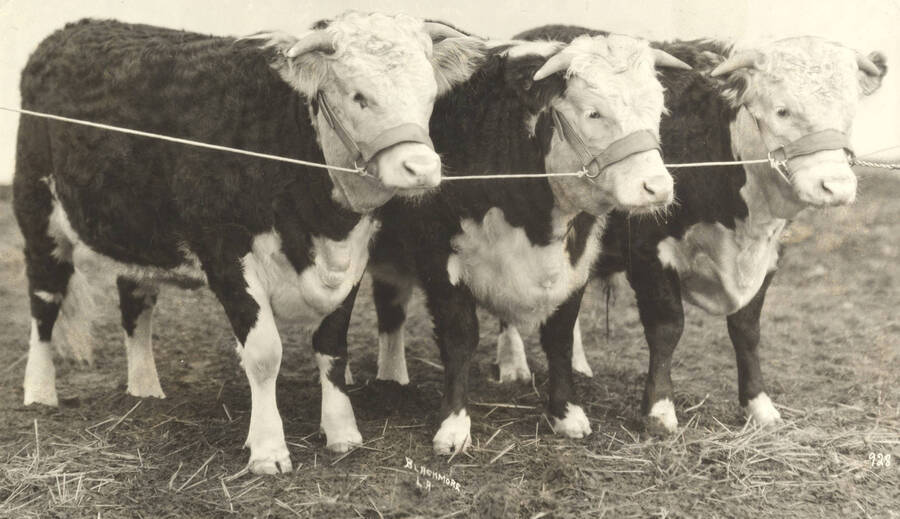 1922 photograph of cattle on the University of Idaho campus. Three cows in foreground. [PG1_204b-02]