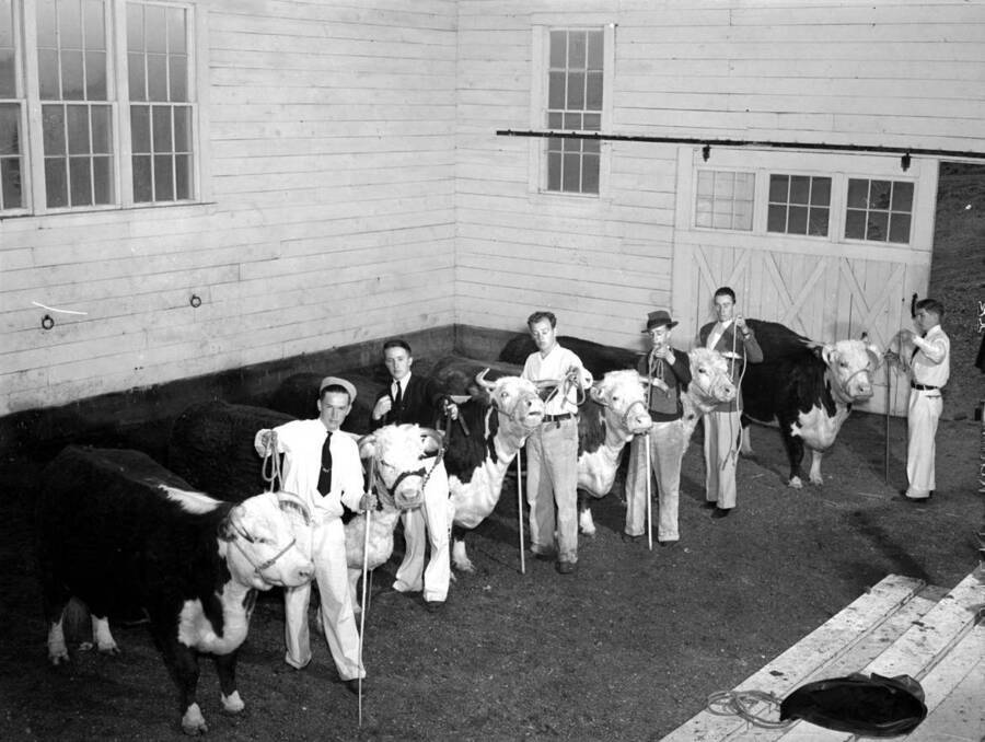 1940 photograph of cattle on the University of Idaho campus. Students pose with cattle in a barn. [PG1_204b-20]