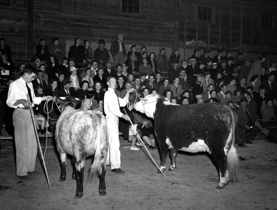 1940 photograph of cattle on the University of Idaho campus. Students pose with cattle in front of a crowd. [PG1_204b-21]