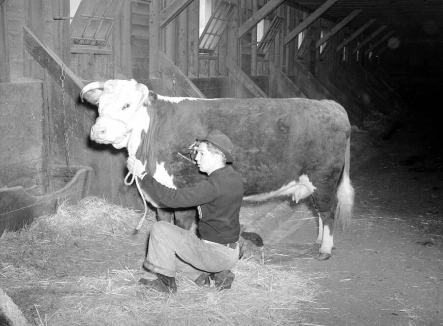1941 photograph of cattle on the University of Idaho campus. A student brushes a bull inside of a barn. [PG1_204b-22]