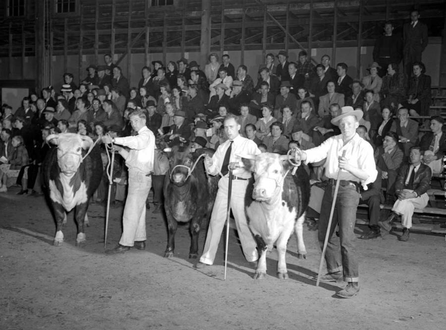 1941 photograph of cattle on the University of Idaho campus. Men pose with cattle in front of a crowd. [PG1_204b-23]