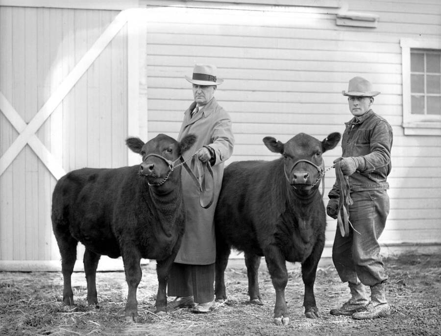 March 12, 1945 photograph of cattle on the University of Idaho campus. Two men pose with cattle outside of a barn. [PG1_204b-24]