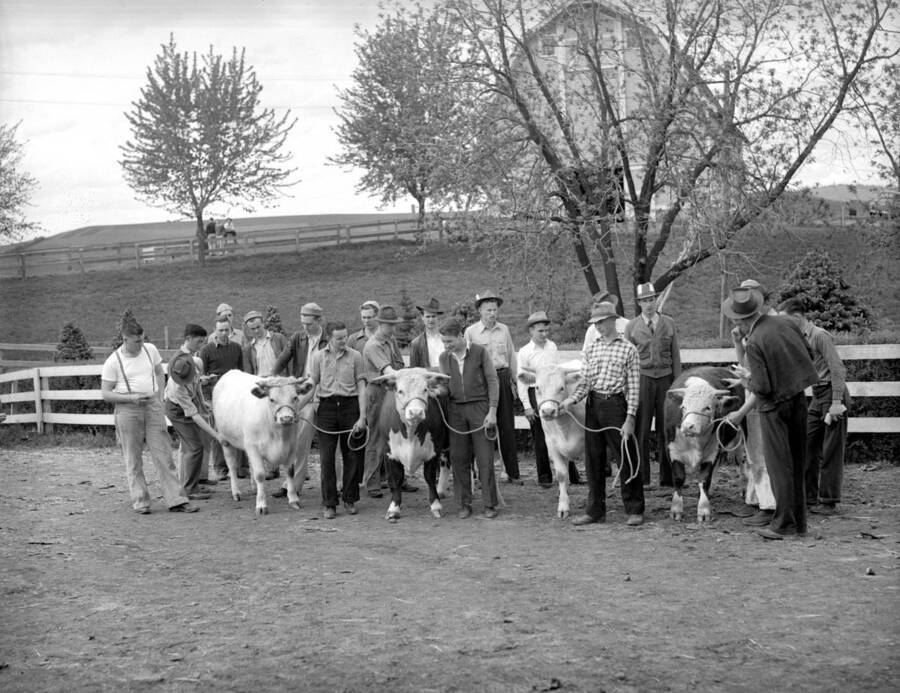 May 2, 1941 photograph of cattle on the University of Idaho campus. A group of students poses with cattle in foreground. [PG1_204b-25]