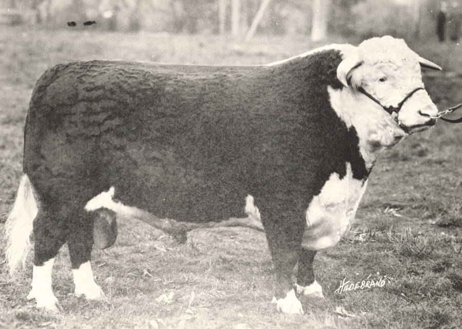 Don Fairfax, Grand Champion Hereford Bull. Cattle. University of Idaho. [204b-3]