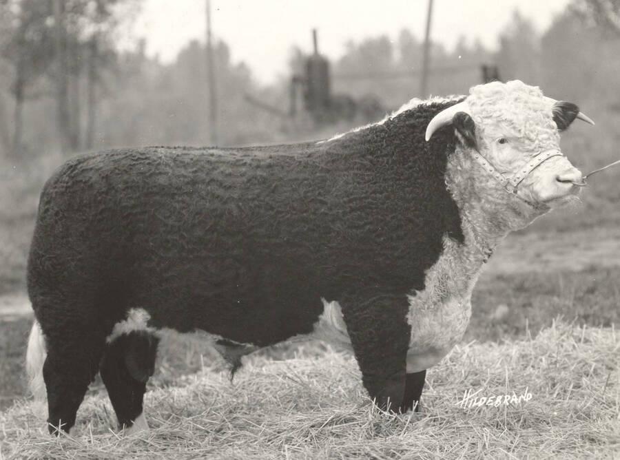 Don Fairfax, Grand Champion Hereford Bull. Cattle. University of Idaho. [204b-4]