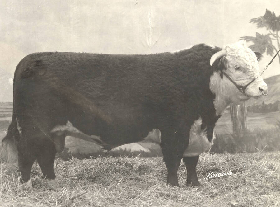 1922 photograph of cattle on the University of Idaho campus. Bull in foreground. [PG1_204b-05]