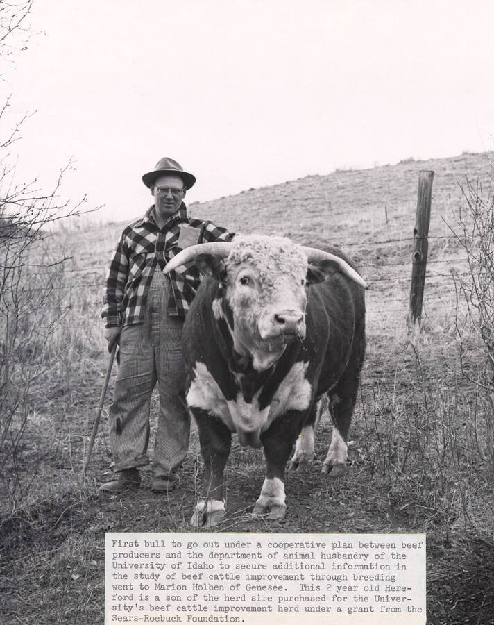 1953 photograph of cattle on the University of Idaho campus. Marion Holben and a Hereford bull in foreground. Donor: Publications Dept. [PG1_204b-06]