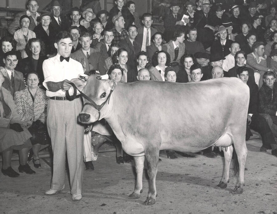 1940 photograph of cattle on the University of Idaho campus. A man shows a cow to a crowd. Donor: Publications Dept. [PG1_204b-07]