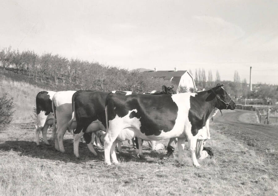 1935 photograph of cattle on the University of Idaho campus. Cattle stand in a field in foreground, orchard and farmhouse in background. Donor: Publications Dept. [PG1_204b-08]