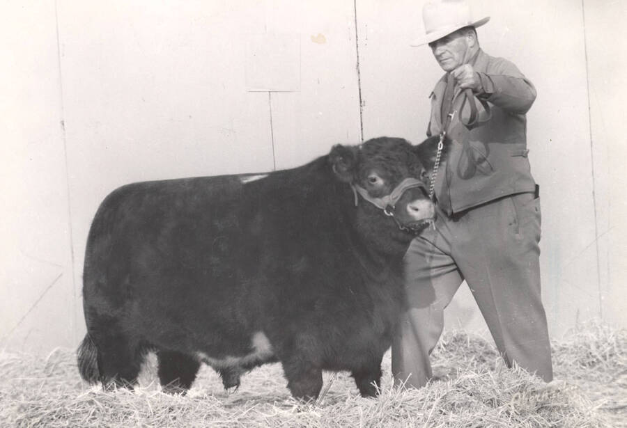 1952 photograph of cattle on the University of Idaho campus. A man leads a grand champion cow. Donor: Publications Dept. [PG1_204b-09]