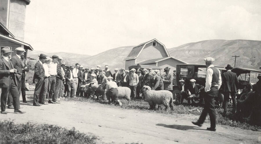 1936 photograph of sheep on the University of Idaho campus. Students lead sheep to be judged. [PG1_204c-01]