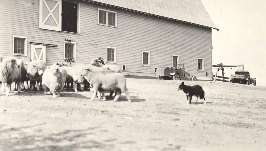 1936 photograph of sheep on the University of Idaho campus. A dog rounds up sheep in front of a barn. [PG1_204c-10]