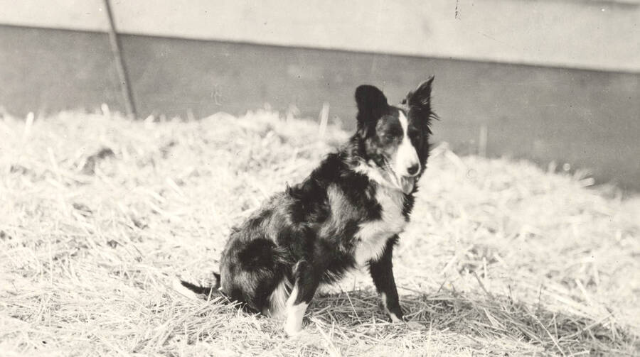 1932 photograph of a sheep dog on the University of Idaho campus. Dog in foreground. [PG1_204c-11]