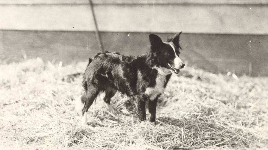 1932 photograph of a sheep dog on the University of Idaho campus. Dog in foreground. [PG1_204c-12]