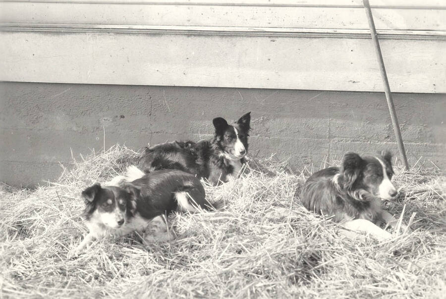 1933 photograph of sheep dogs on the University of Idaho campus. Three dogs in foreground. [PG1_204c-13]