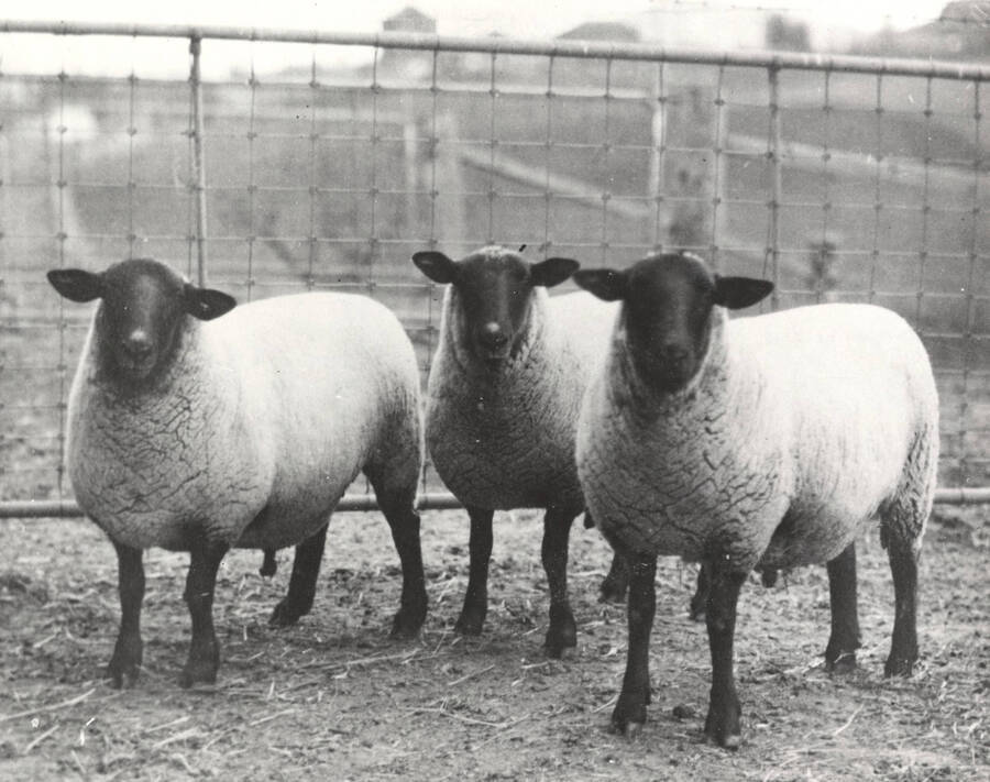 1920 photograph of sheep on the University of Idaho campus. Three sheep in foreground. Donor: W.C. Noggle. [PG1_204c-14]