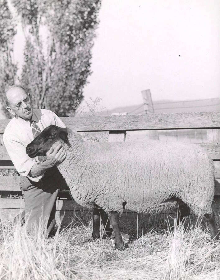 1945 photograph of sheep on the University of Idaho campus. Dean Iddings examines a sheep. Donor: Publications Dept. [PG1_204c-15]