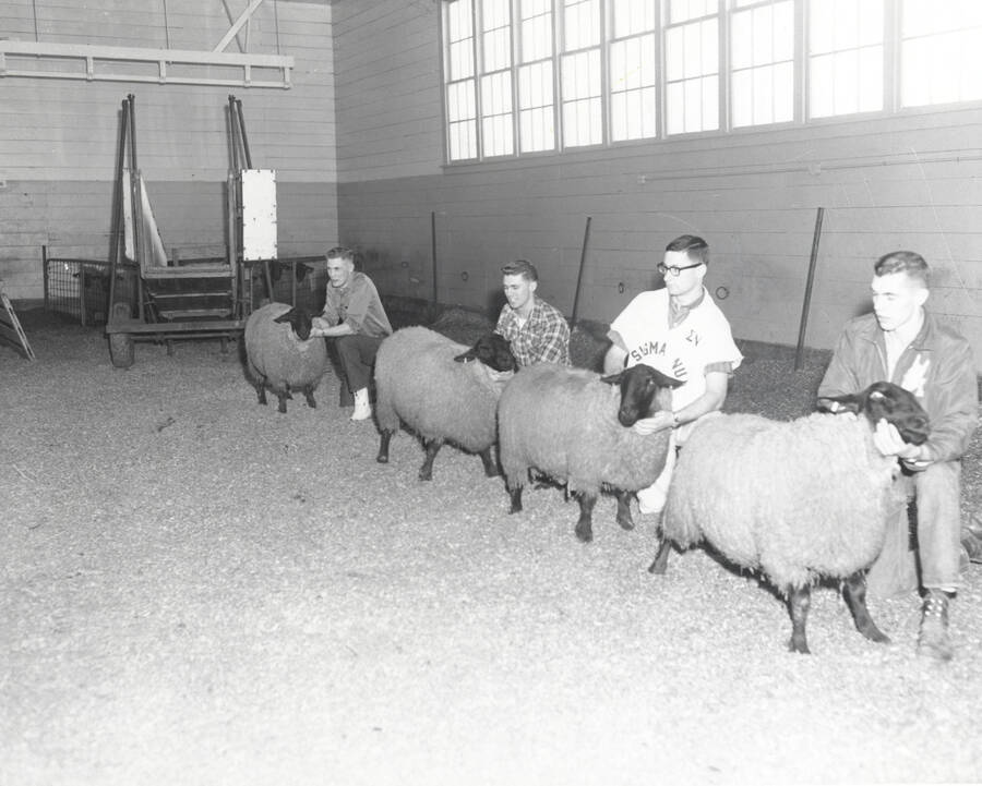1961 photograph of sheep on the University of Idaho campus. Students examine sheep in barn. Donor: Photo Center. [PG1_204c-17]