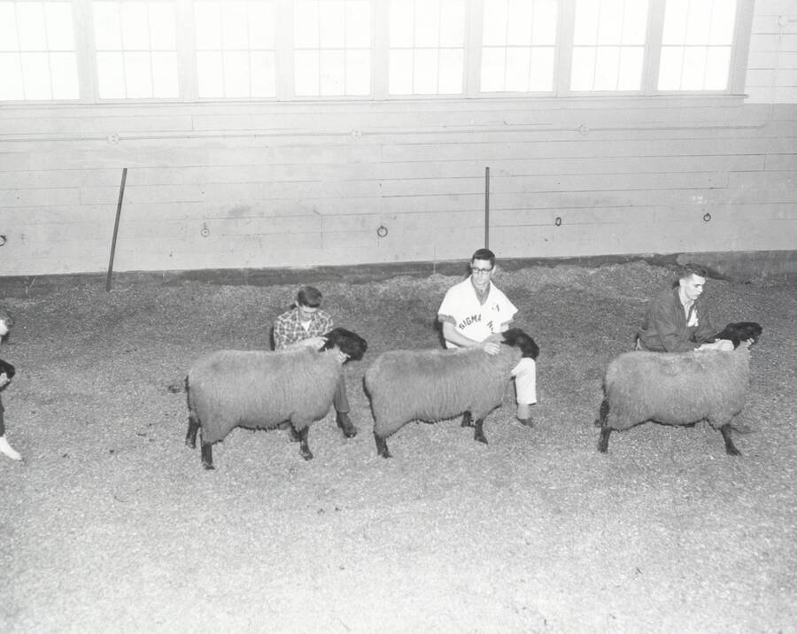 1961 photograph of sheep on the University of Idaho campus. Students examine sheep in barn. Donor: Photo Center. [PG1_204c-18]