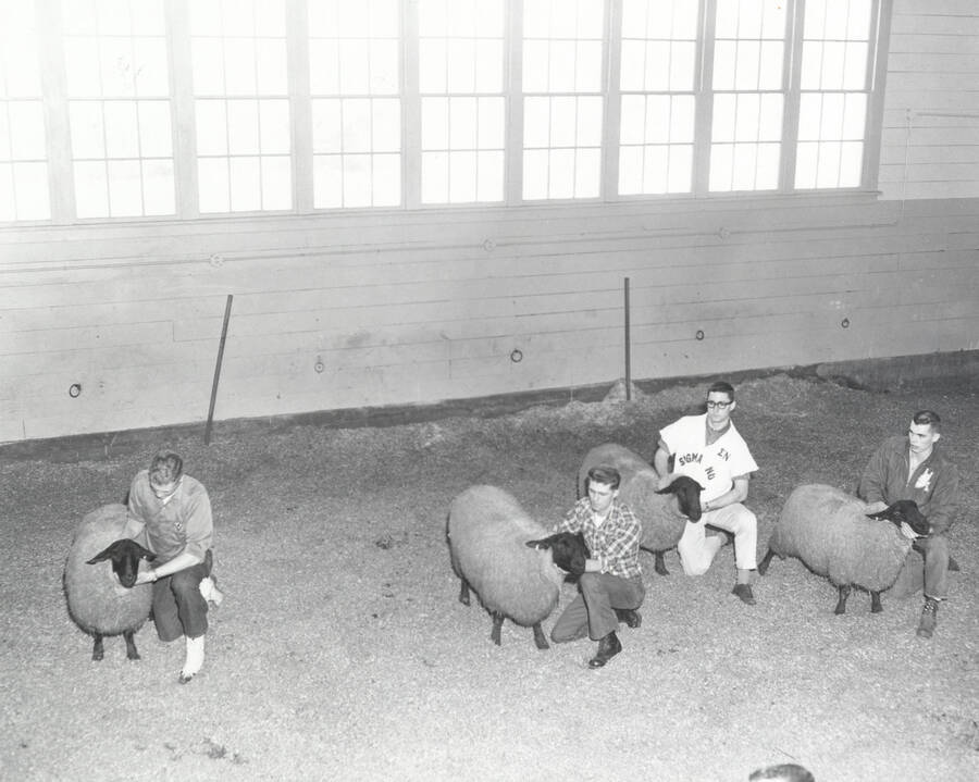 1961 photograph of sheep on the University of Idaho campus. Students examine sheep in barn. Donor: Photo Center. [PG1_204c-19]