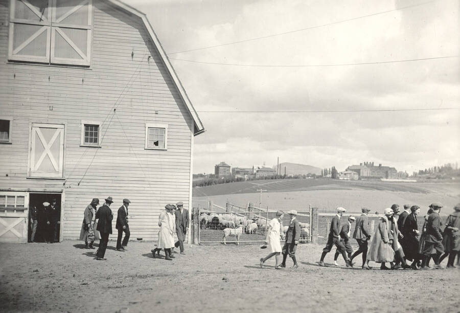 1936 photograph of sheep on the University of Idaho campus. A group of students walks away from the sheep barn in foreground, Administration Building and campus in background. [PG1_204c-02]