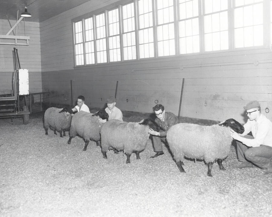 1961 photograph of sheep on the University of Idaho campus. Students examine sheep in a barn. Also print. Donor: Photo Center. [PG1_204c-20]
