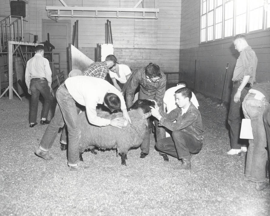 1961 photograph of sheep on the University of Idaho campus. Students examine sheep in a barn. Donor: Photo Center. [PG1_204c-21]