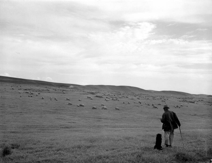 1935 photograph of sheep on the University of Idaho campus. A man observes sheep grazing with a dog in foreground. [PG1_204c-22]