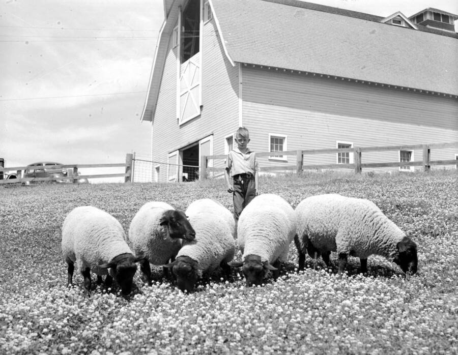 1935 photograph of sheep on the University of Idaho campus. Several sheep in foreground, young boy in background. [PG1_204c-23]