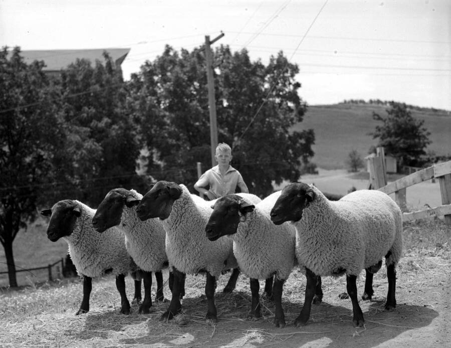 1935 photograph of sheep on the University of Idaho campus. Several sheep in foreground, young boy in background. [PG1_204c-24]