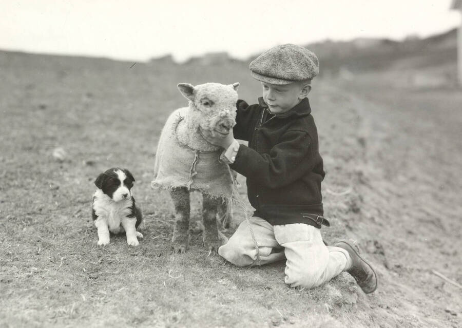 1936 photograph of sheep on the University of Idaho campus. A young boy with a lamb and puppy in foreground. [PG1_204c-03]