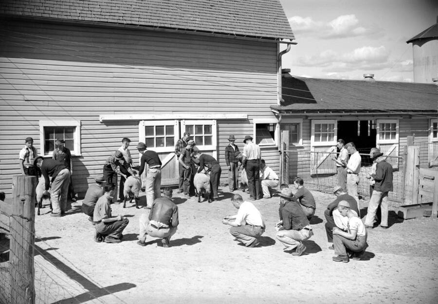 1939 photograph of sheep on the University of Idaho campus. Students pose with sheep outside of a barn. [PG1_204c-30]