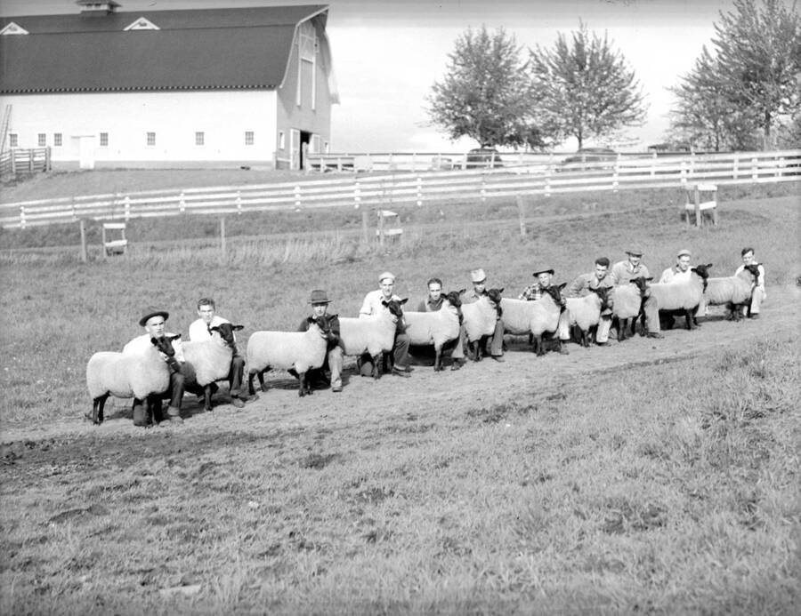 1941 photograph of sheep on the University of Idaho campus. Several students pose with sheep near a barn. [PG1_204c-31]