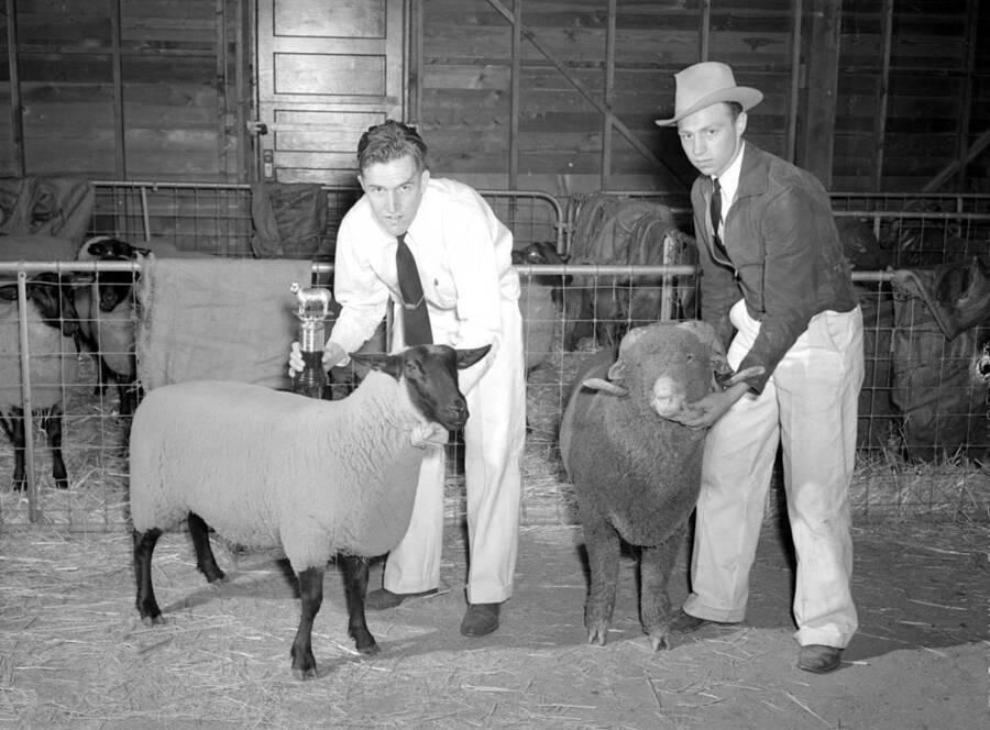 1941 photograph of sheep on the University of Idaho campus. Students show off their prize winning sheep. [PG1_204c-32]