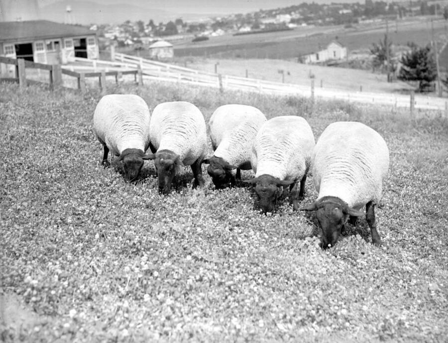 1941 photograph of sheep on the University of Idaho campus. Several sheep graze near a barn. [PG1_204c-33]