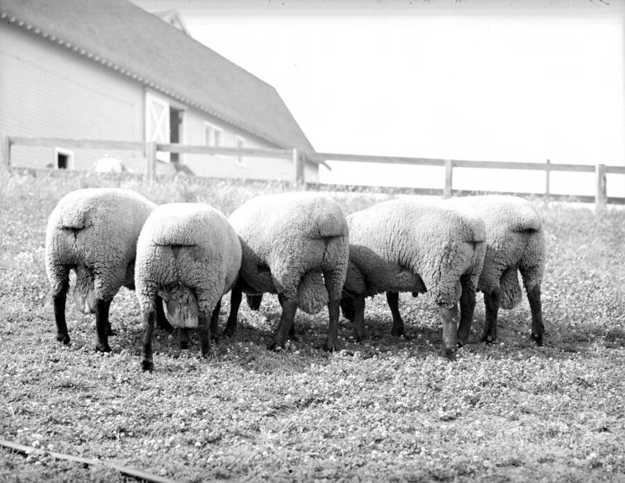 1941 photograph of sheep on the University of Idaho campus. Several sheep graze near a barn. [PG1_204c-34]