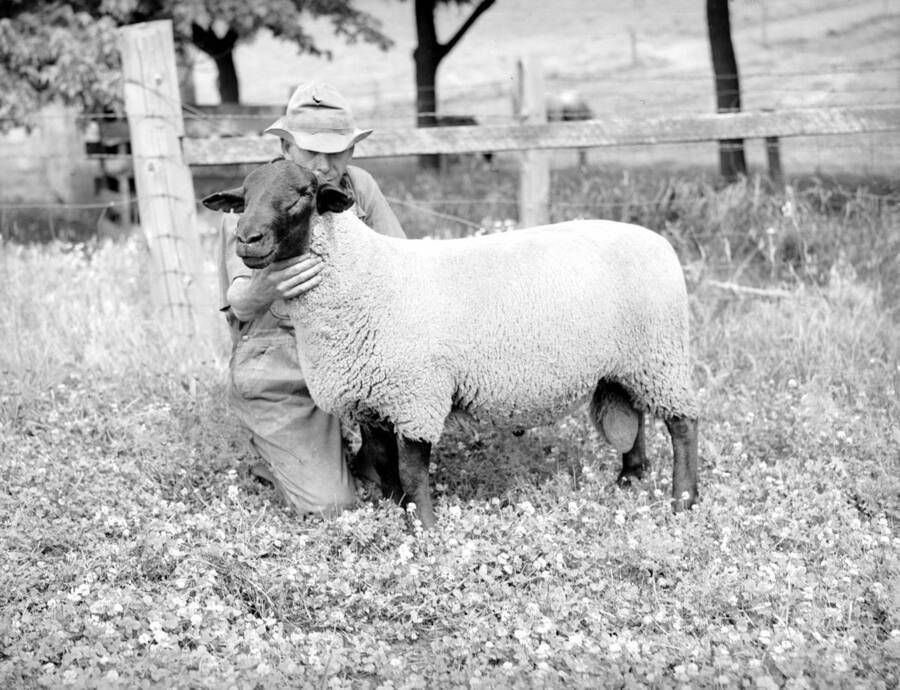 1941 photograph of sheep on the University of Idaho campus. A man holds a sheep in a field. [PG1_204c-35]