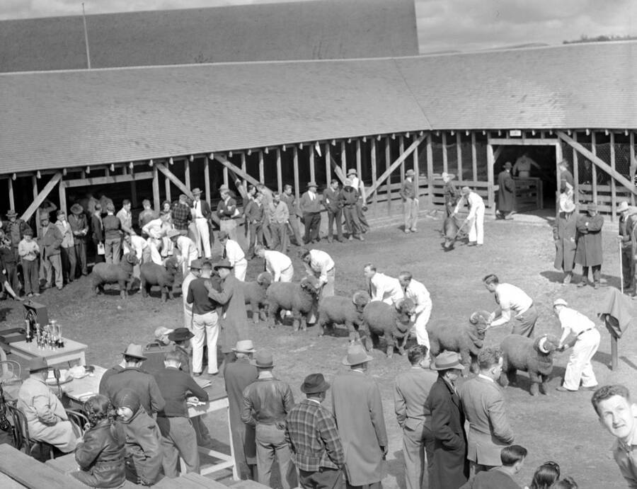 1943 photograph of sheep on the University of Idaho campus. Students hold sheep during judging. [PG1_204c-36]