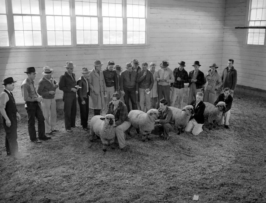 1943 photograph of sheep on the University of Idaho campus. Students hold their sheep to be judged. [PG1_204c-38]