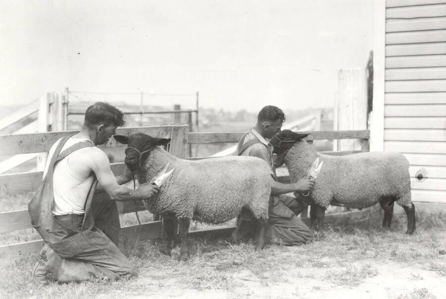1938 photograph of sheep on the University of Idaho campus. Men shearing sheep in foreground. [PG1_204c-04]
