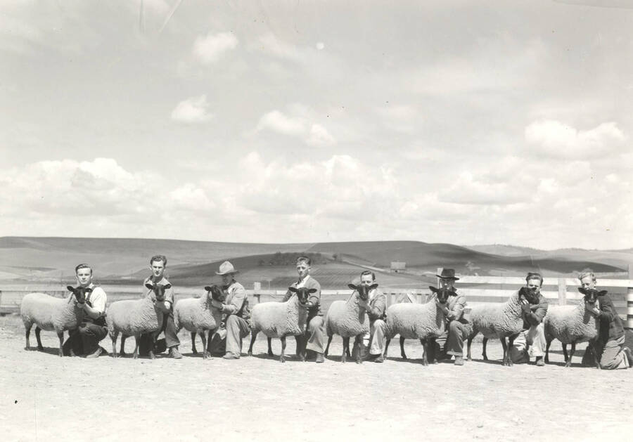 1936 photograph of sheep on the University of Idaho campus. Men kneel with sheep. [PG1_204c-05]