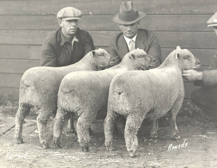 1928 photograph of sheep on the University of Idaho campus. Men examine sheep. [PG1_204c-07]