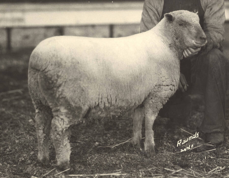 1936 photograph of sheep on the University of Idaho campus. A man holds a sheep in foreground. [PG1_204c-08]
