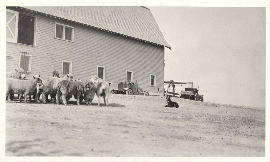 1935 photograph of seep on the University of Idaho campus. A dog watches a group of sheep in front of a barn. [PG1_204c-09]