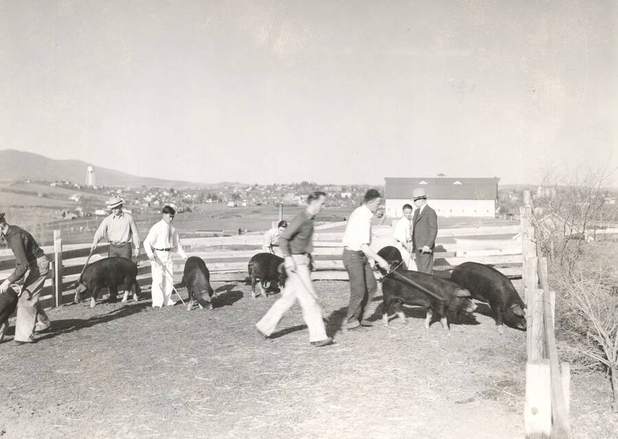 1937 photograph of Swine. Eight students and seven hogs in an enclosure. [PG1_204d-01]