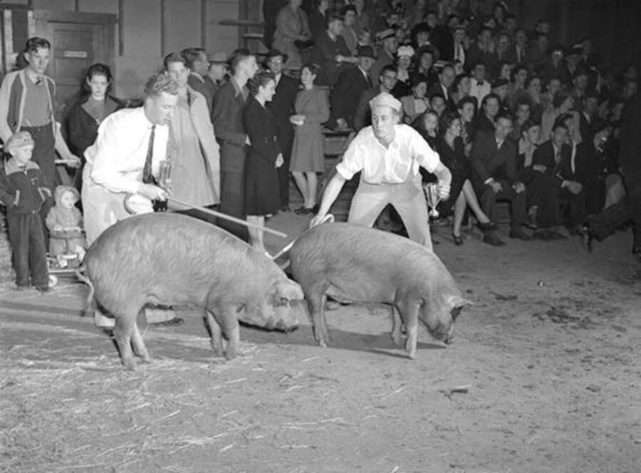 1941 photograph of Swine. Two champion hogs. [PG1_204d-11]