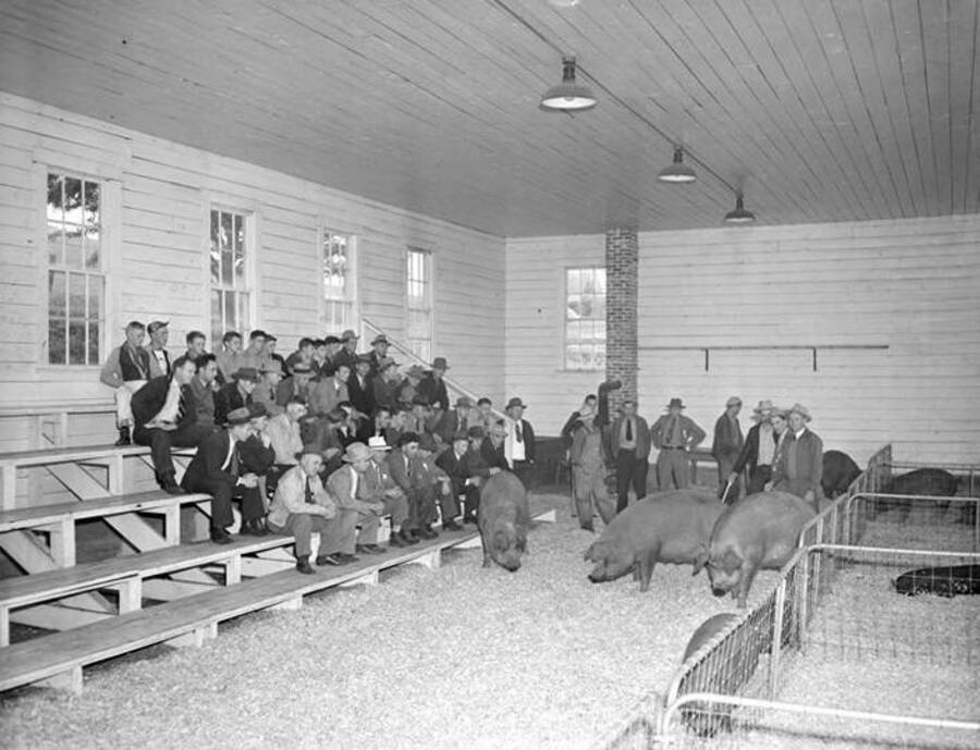 1942-09-17 photograph of Swine. Hogs in a barn being judged. [PG1_204d-12]