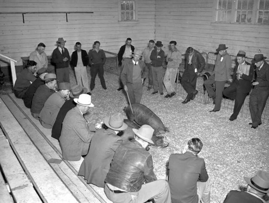 1942-09-17 photograph of Swine. Hogs in a barn being judged. [PG1_204d-13]